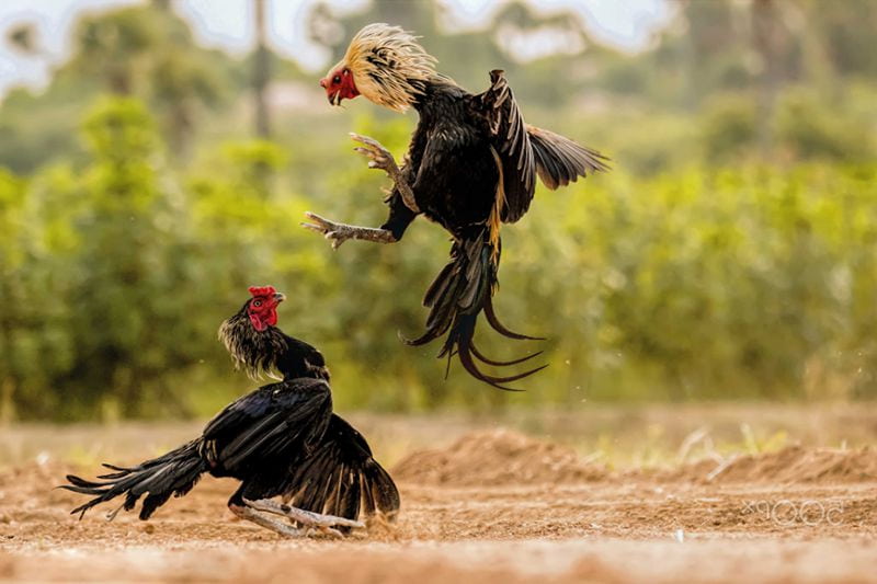 Luật chấp điều gà chọi cơ bản