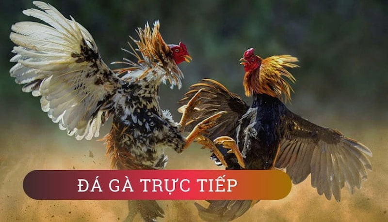 Thế nào là đá gà trực tiếp